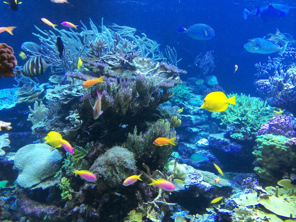 plongée sous-marine aux Seychelles