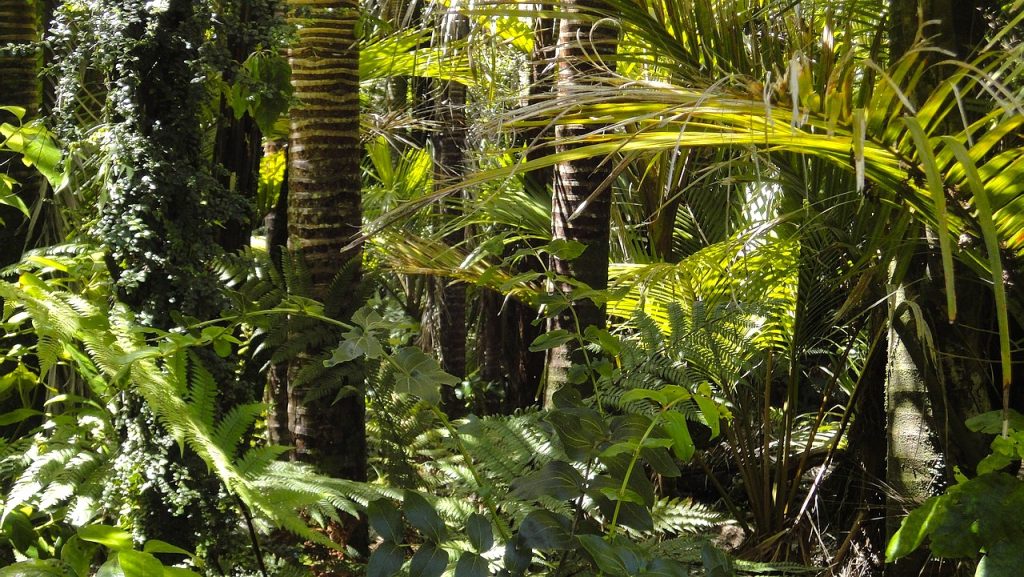 vallée de mai praslin seychelles