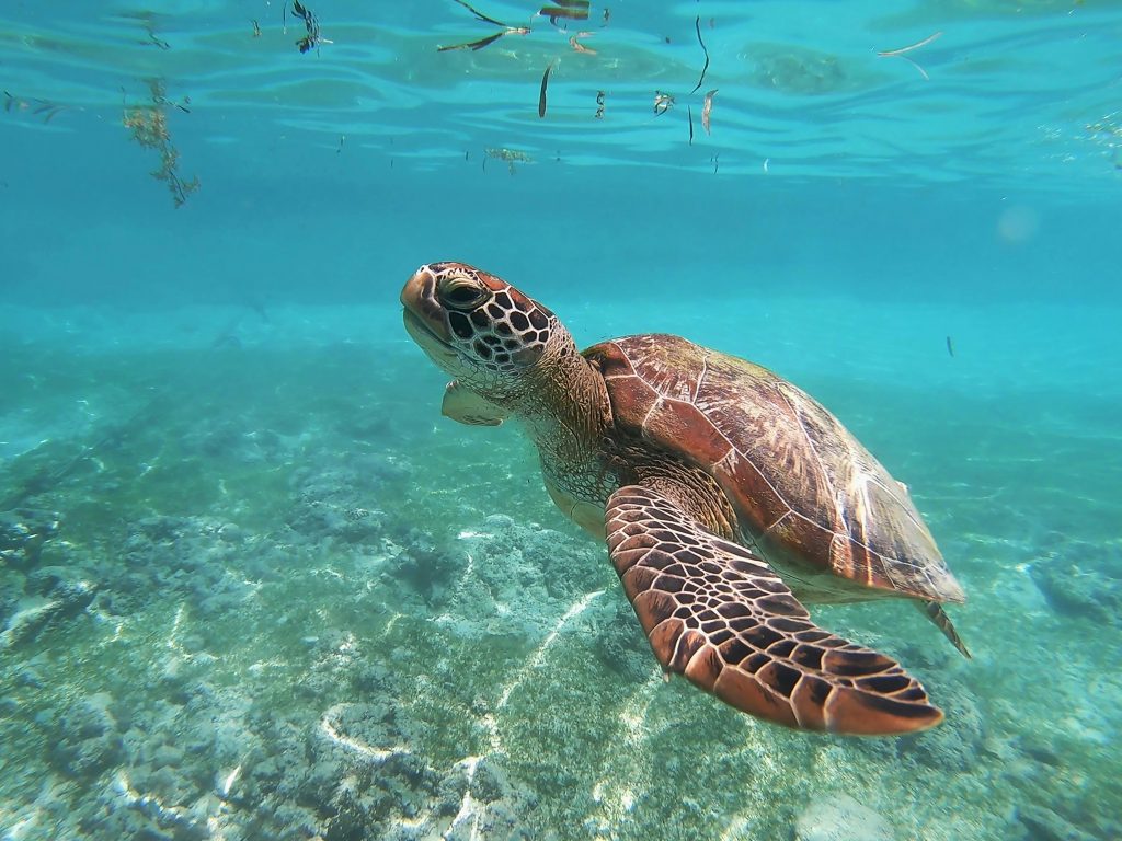 tortue marine seychelles