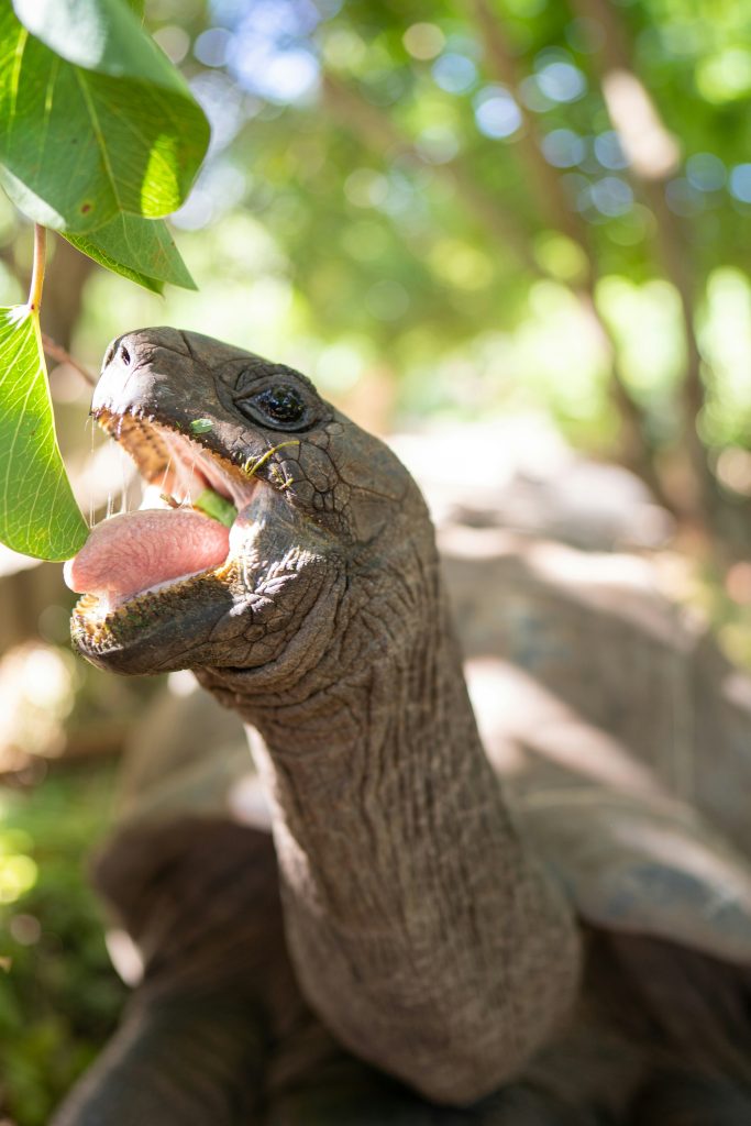 tortue seychelles